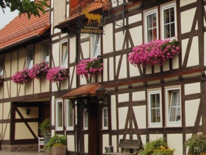 Foto: Brauner Hirsch